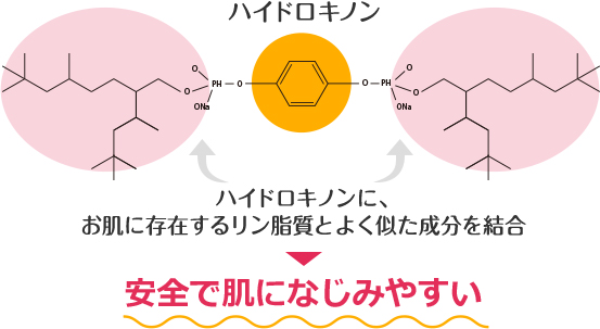 ハイドロキノンに、お肌に存在するリン脂質とよく似た成分を結合→安全で肌になじみやすい