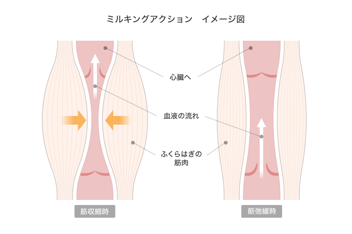 ミルキングアクションのイメージ図